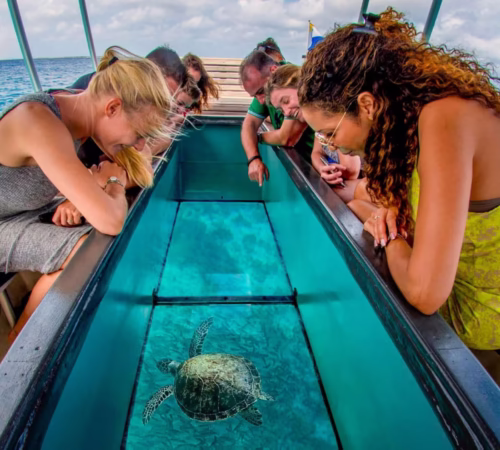 Coral Reef Glass Bottom Boat Sharm El Sheikh Excursions