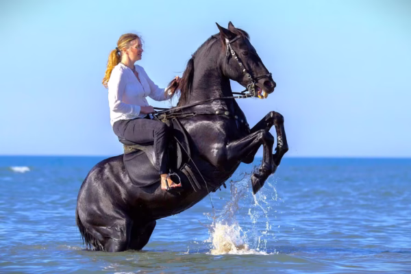 Sea Horse Riding Hurghada Tour With Optional Dinner And Show