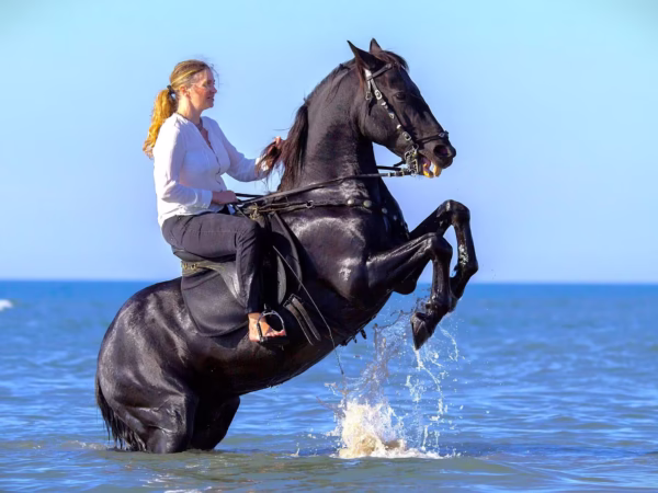 Sea Horse Riding Hurghada Tour With Optional Dinner And Show