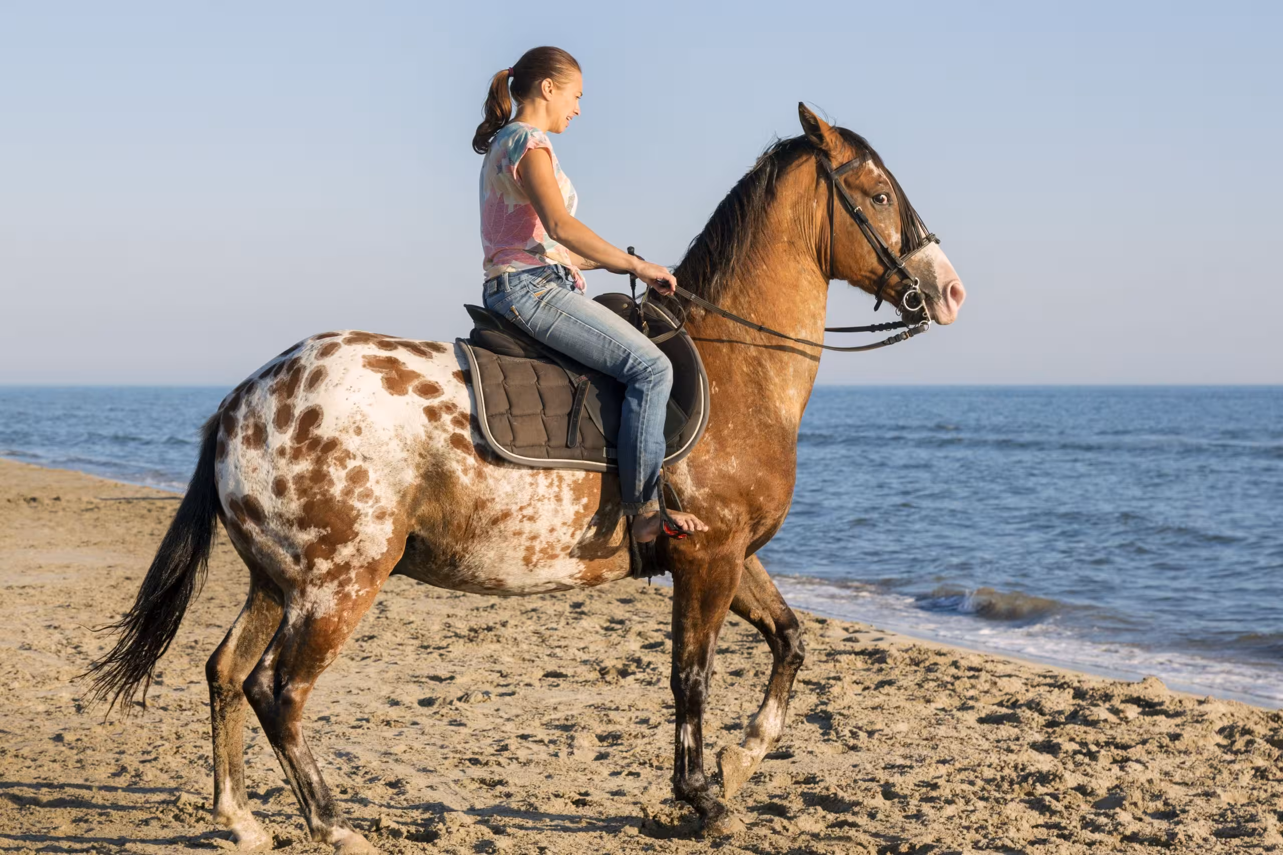 Horse riding Sharm El Sheikh Beach
