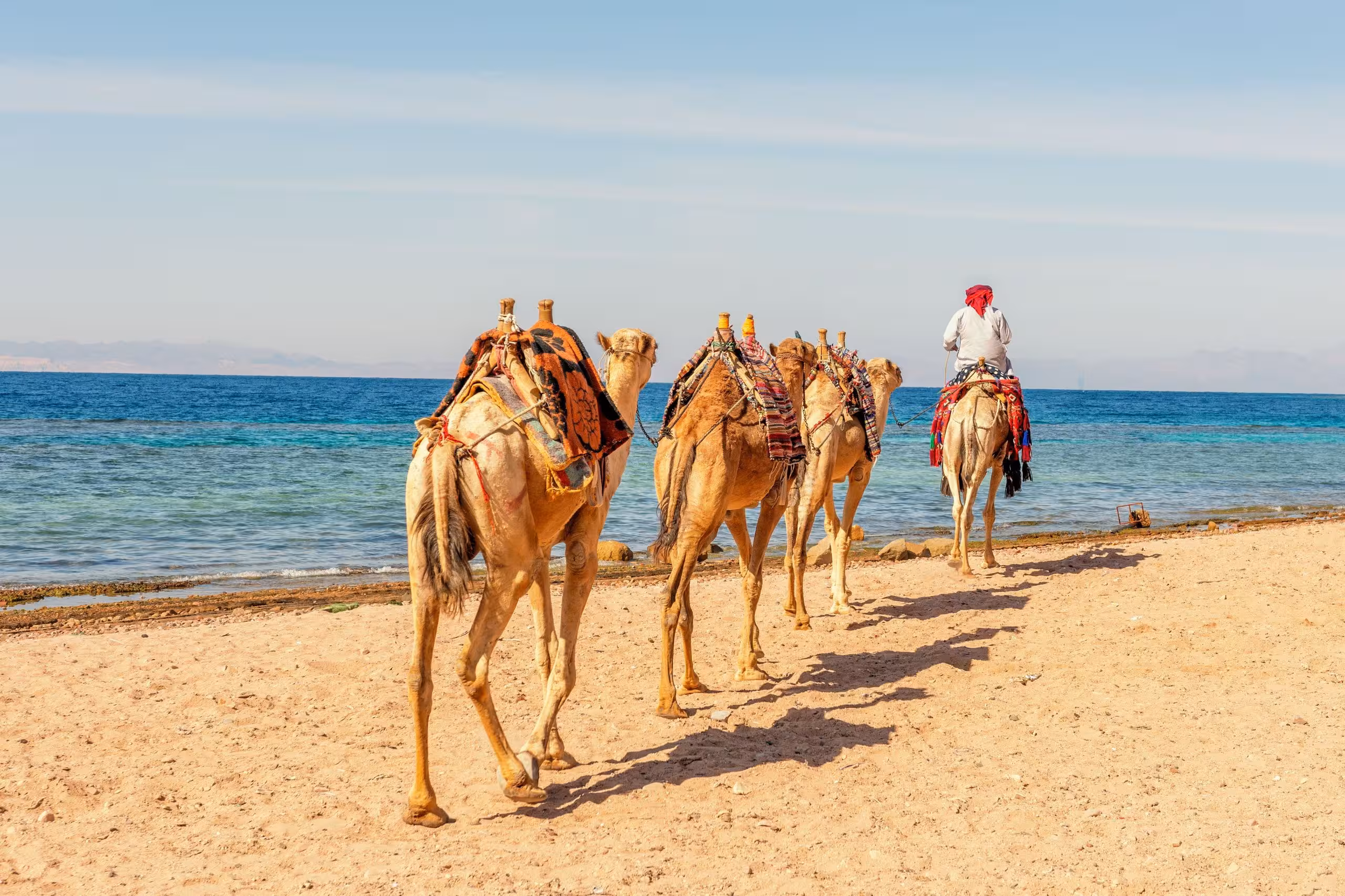 Sharm El Sheikh Camel Ride