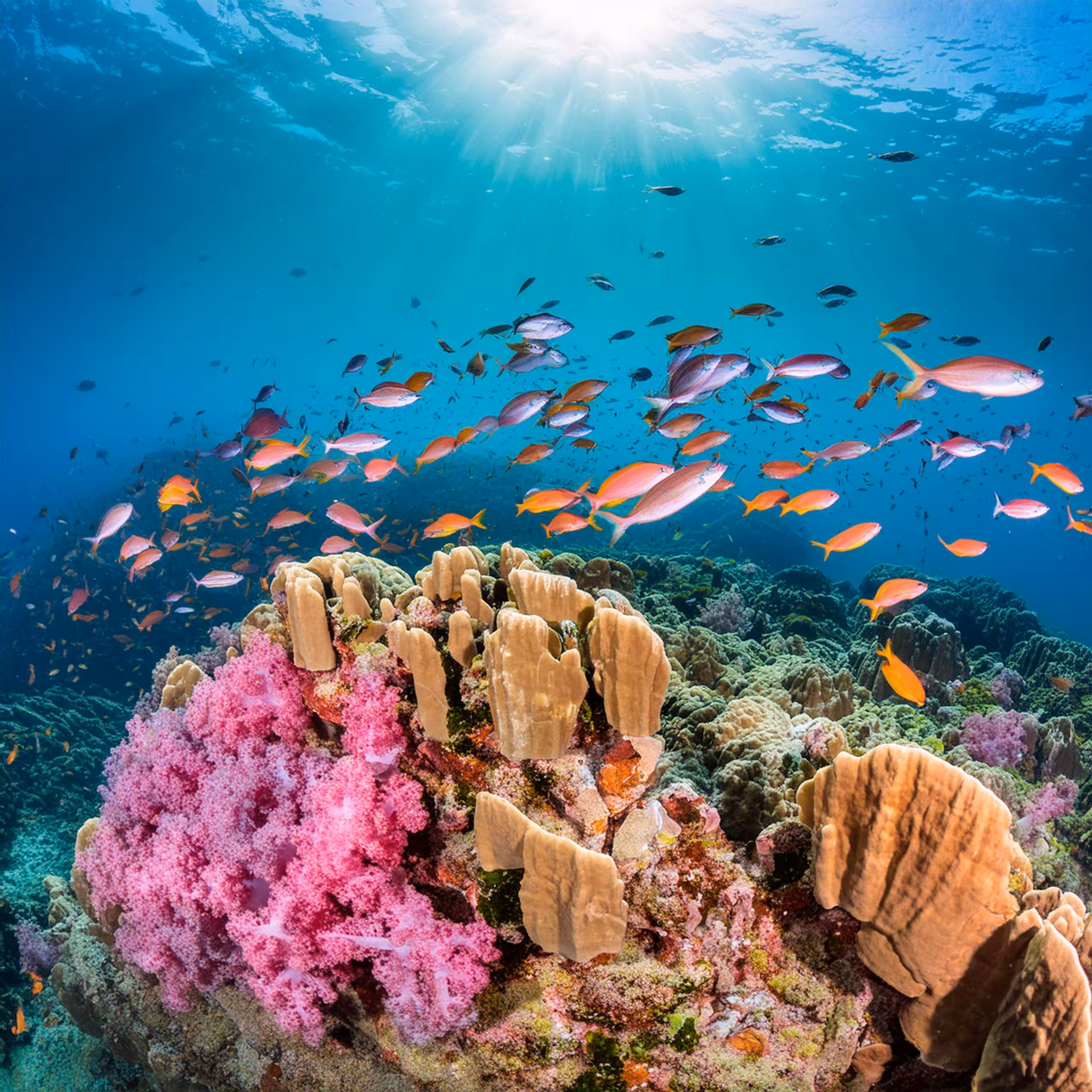 Snorkeling Sharm El Sheikh