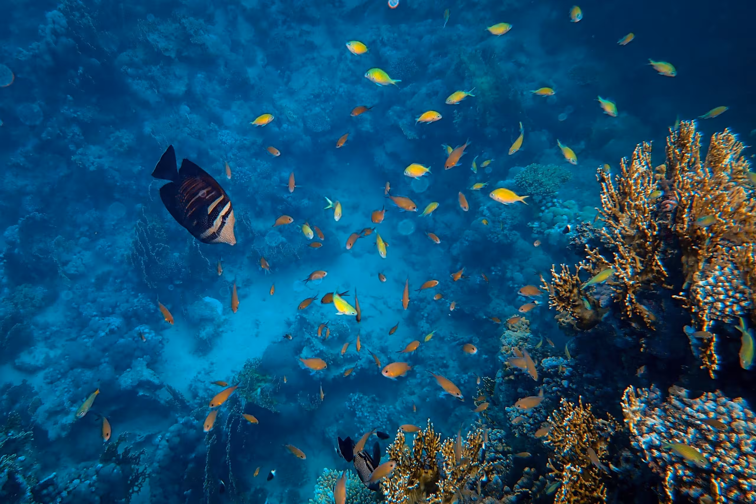 coral reef glass bottom boat