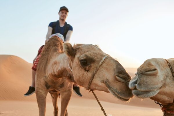2-Hour Camel Riding Marsa Alam Tour With Hotel Pickup