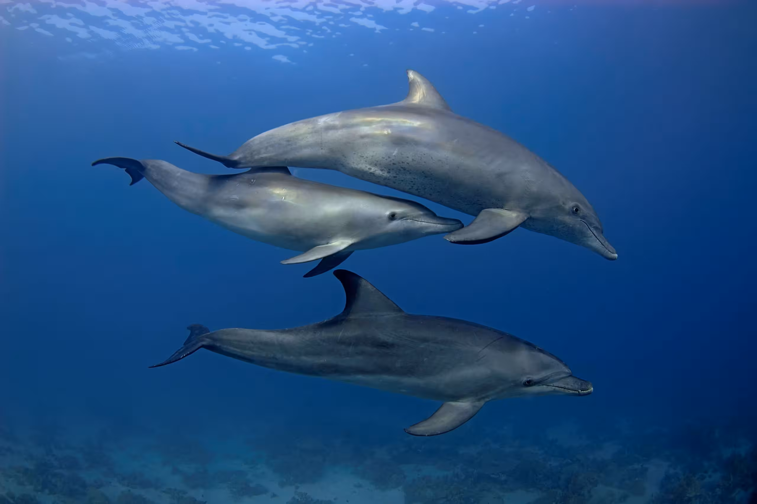 Family Dolphin marsa alam