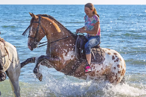 2-Hour Sea Horseback Riding Tour Marsa Alam With Transfer