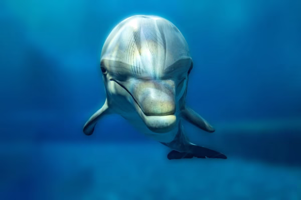 Morning Boat Trip to Dolphin House Hurghada Snorkeling Tour