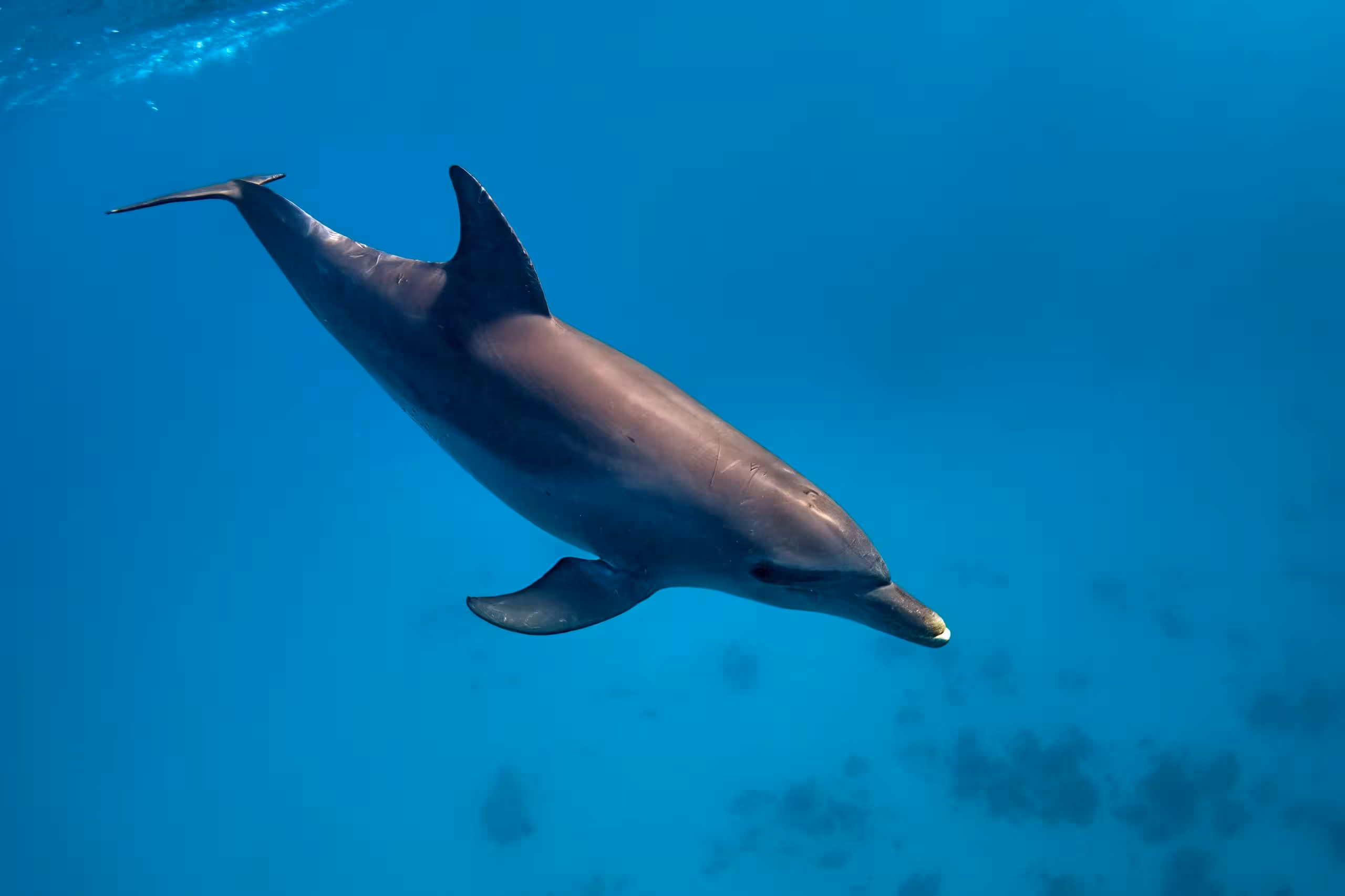 marsa alam Dolphin day trip
