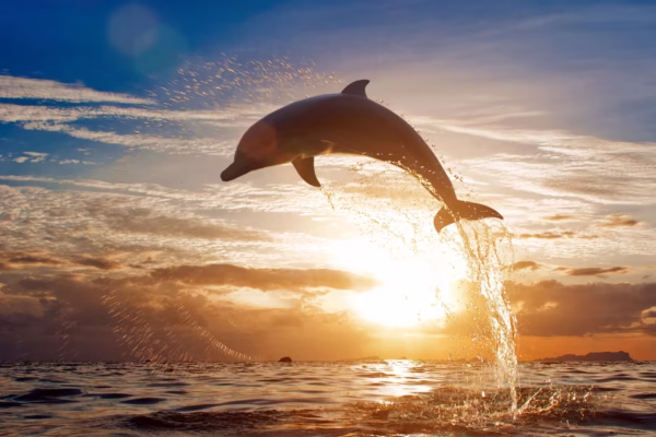 Sataya Reef Dolphin House Marsa Alam Snorkeling Day Trip